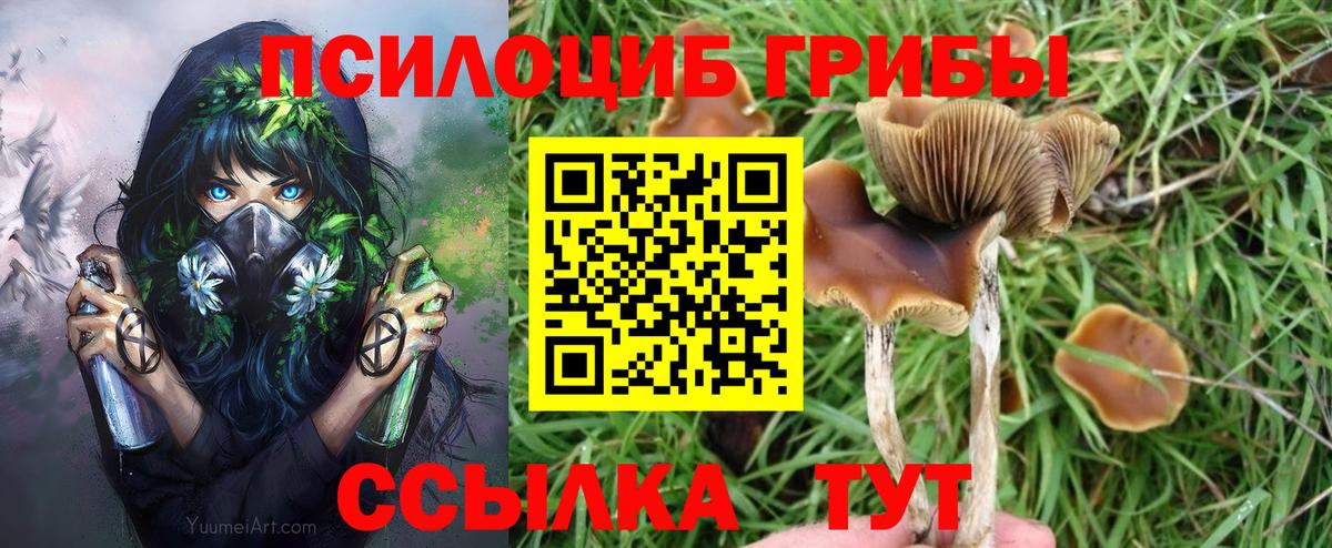 Галлюциногенные грибы Psilocybe Белореченск